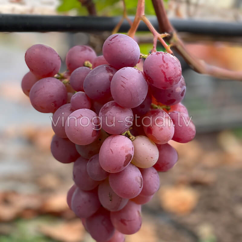 Rizomat | Vīnogu stādi - vīna vīnogas