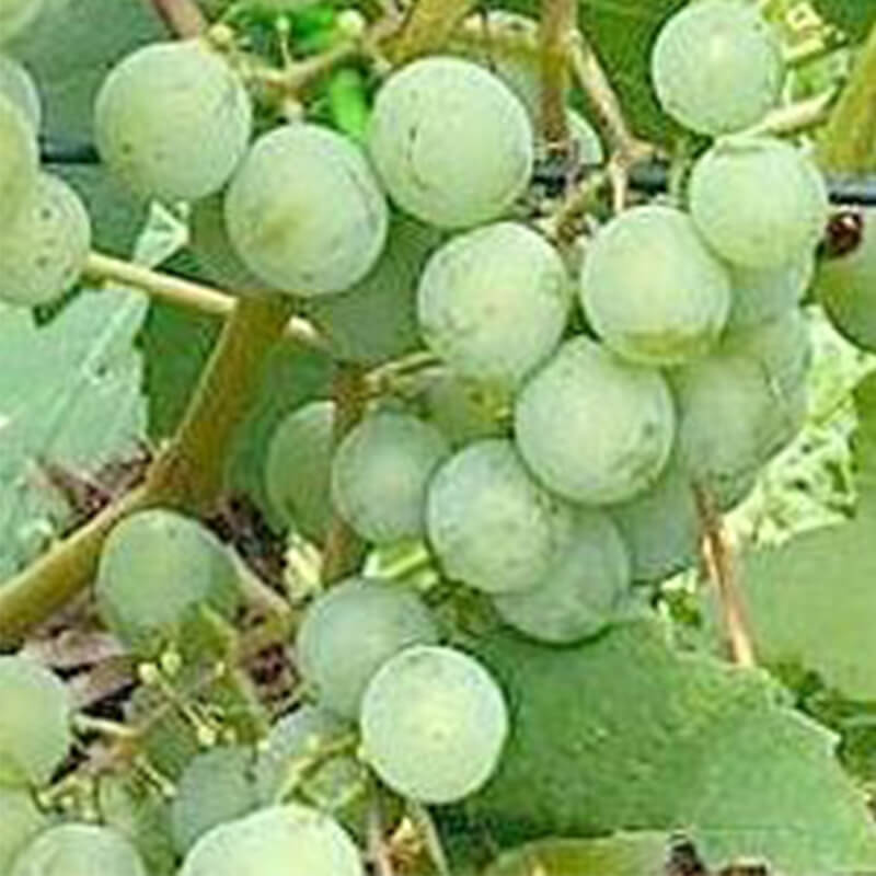 Iļja Muromec | Vīnogu stādi - universālās vīnogas