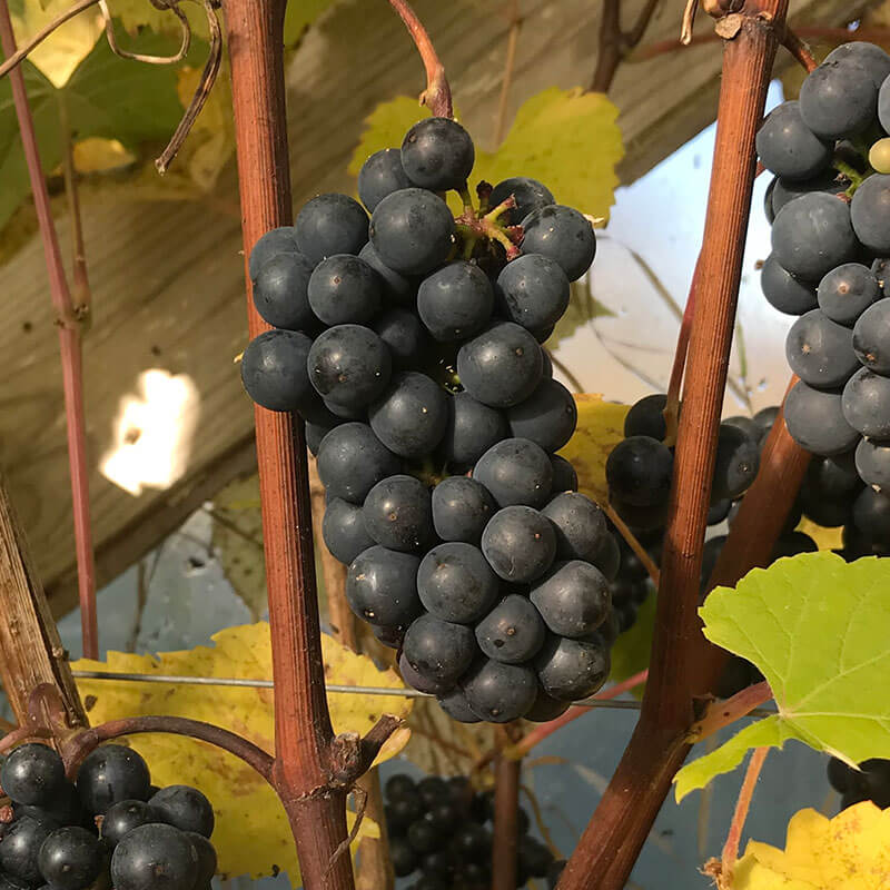 Boscoop Glory | Vīnogu stādi - universālās vīnogas