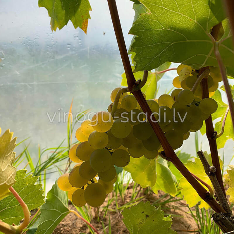 Fabel | Vīnogu stādi - universālās vīnogas
