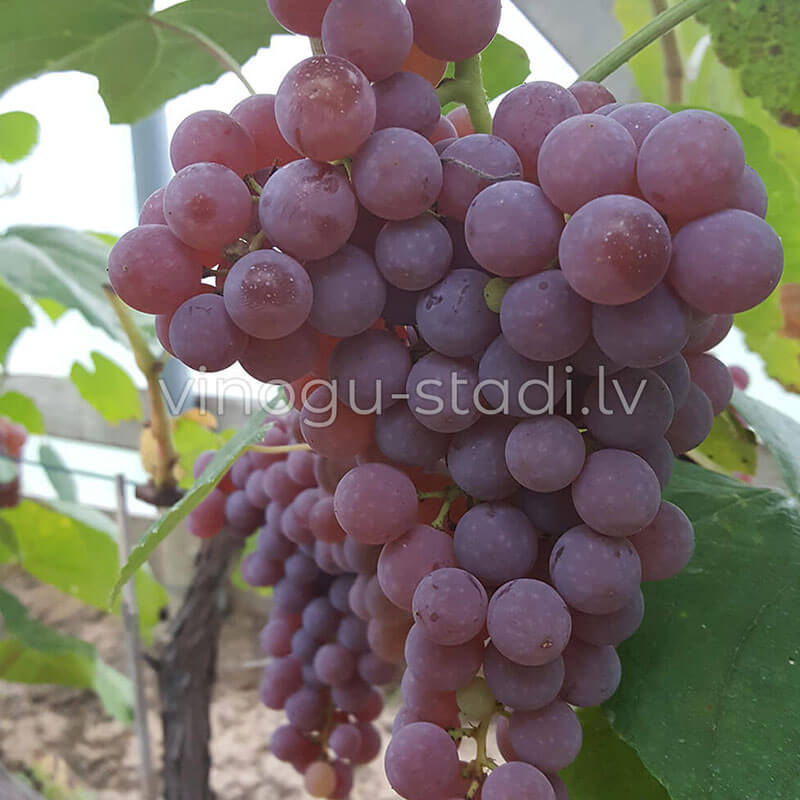 Reliance Pink seedless | Vīnogu stādi - universālās vīnogas