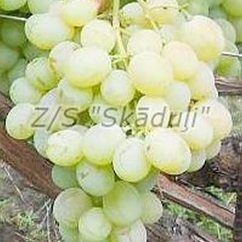 F.V.R. 7-9 | Vīnogu stādi - galda vīnogas
