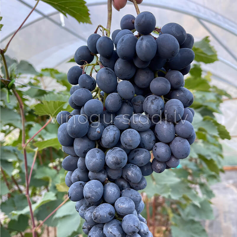 Čārlijs | Vīnogu stādi - vīna vīnogas