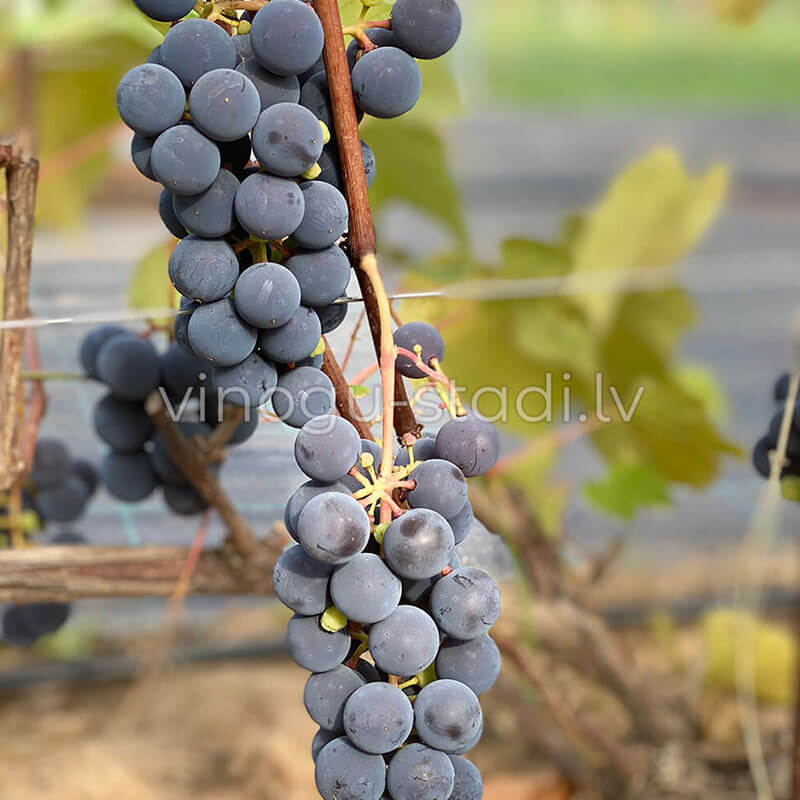 Bluebelle | Vīnogu stādi - universālās vīnogas