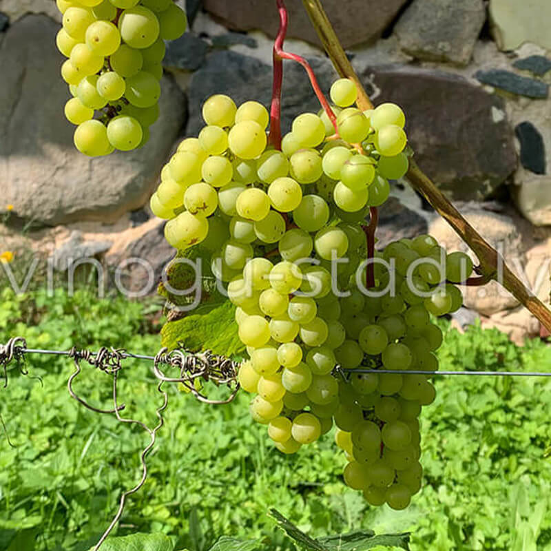 Gaile | Vīnogu stādi - galda vīnogas
