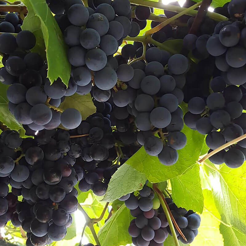 Gauja | Vīnogu stādi - universālās vīnogas