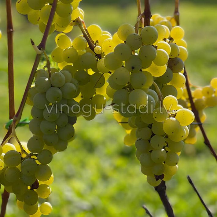 Sēle | Vīnogu stādi - vīna vīnogas