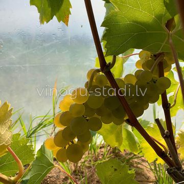 Fabel | Vīnogu stādi - universālās vīnogas