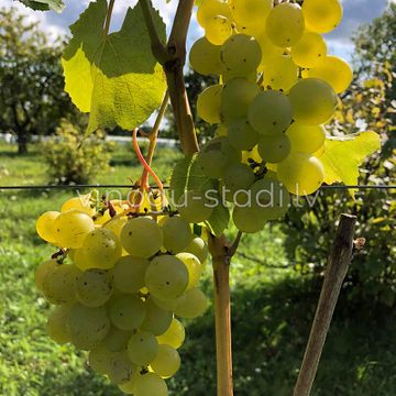 Agra | Vīnogu stādi - universālās vīnogas