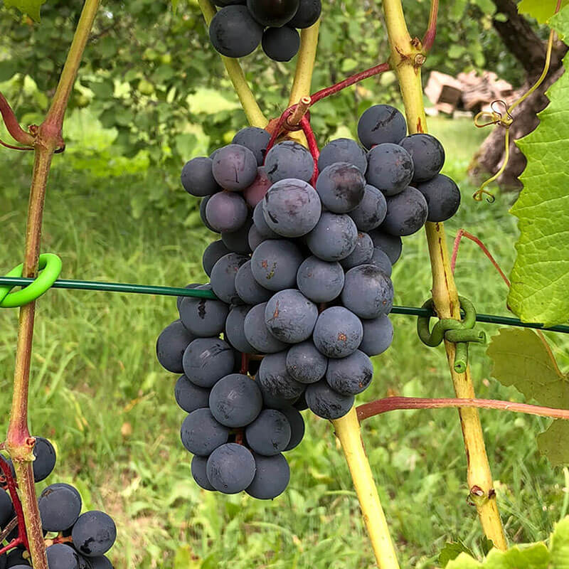 Jodupe | Vīnogu stādi - universālās vīnogas
