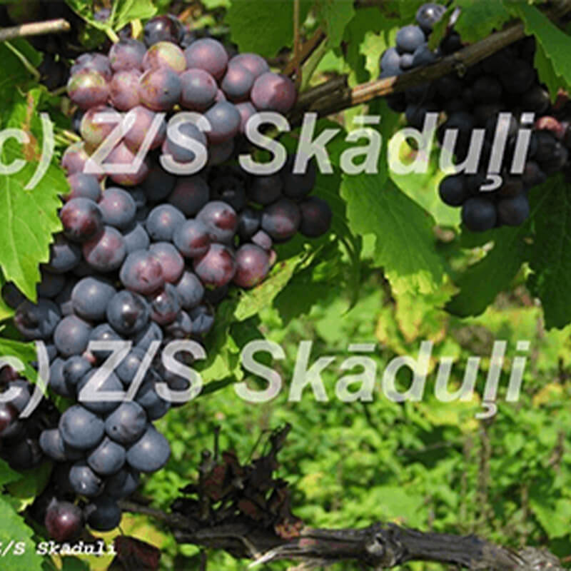 Raņij Magarač | Vīnogu stādi - galda vīnogas