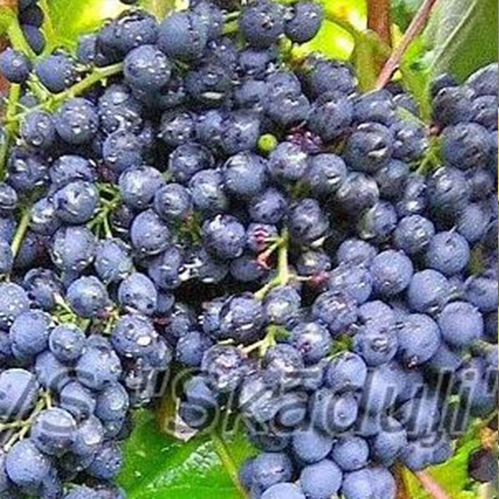 Rodina | Vīnogu stādi - universālās vīnogas