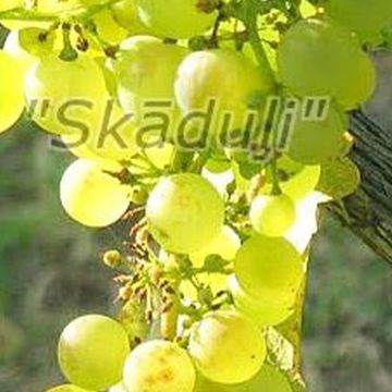 Meda | Vīnogu stādi - galda vīnogas