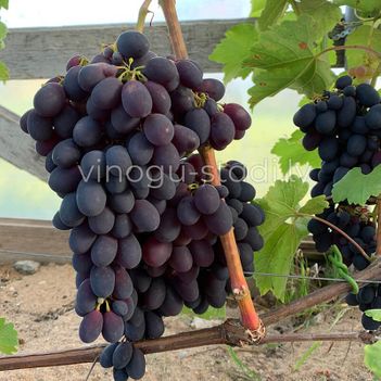 Glenora Seedless | Vīnogu stādi - galda vīnogas