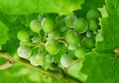 Profilakse īstās miltrasas apkarošanai vīnogu stādiem 3