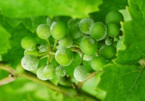 Profilakse īstās miltrasas apkarošanai vīnogu stādiem 3