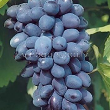 Kodrjanka | Vīnogu stādi - galda vīnogas