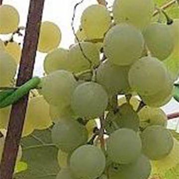 Ēdelveiss | Vīnogu stādi - universālās vīnogas