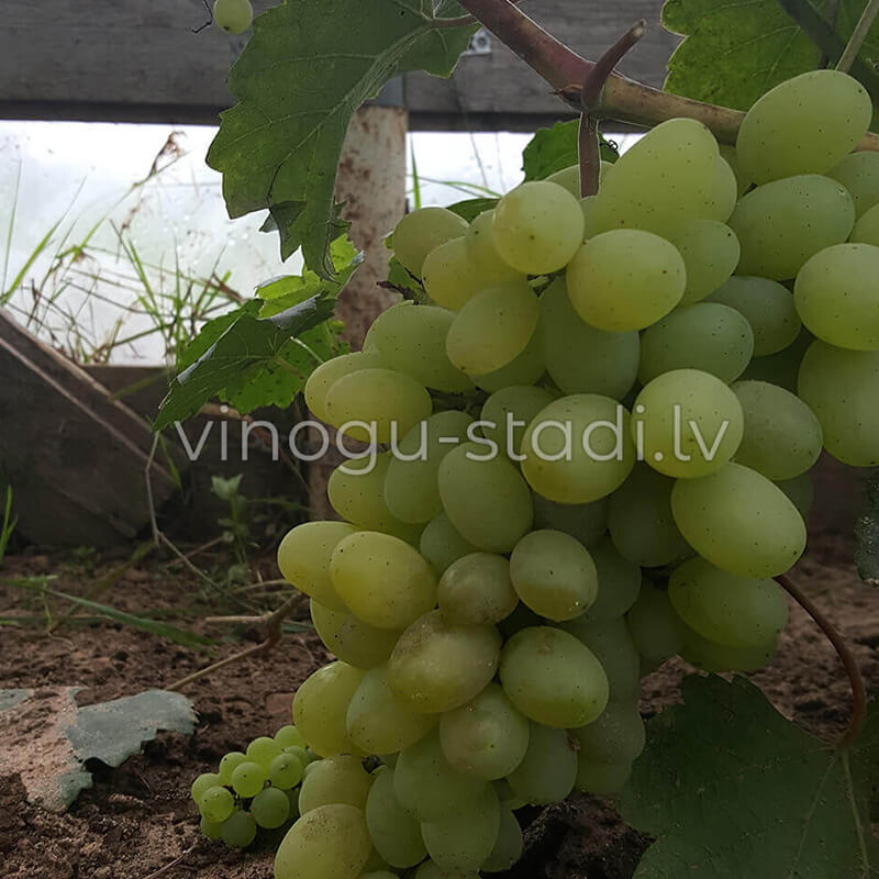 Flora (Lora) | Vīnogu stādi - galda vīnogas