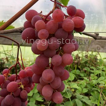 Viktorija | Vīnogu stādi - galda vīnogas