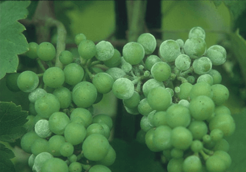 Profilakse īstās miltrasas apkarošanai vīnogu stādiem 5