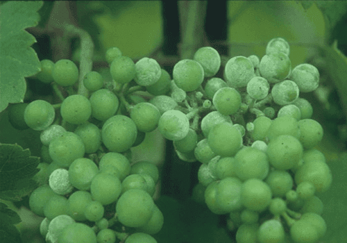 Profilakse īstās miltrasas apkarošanai vīnogu stādiem 5