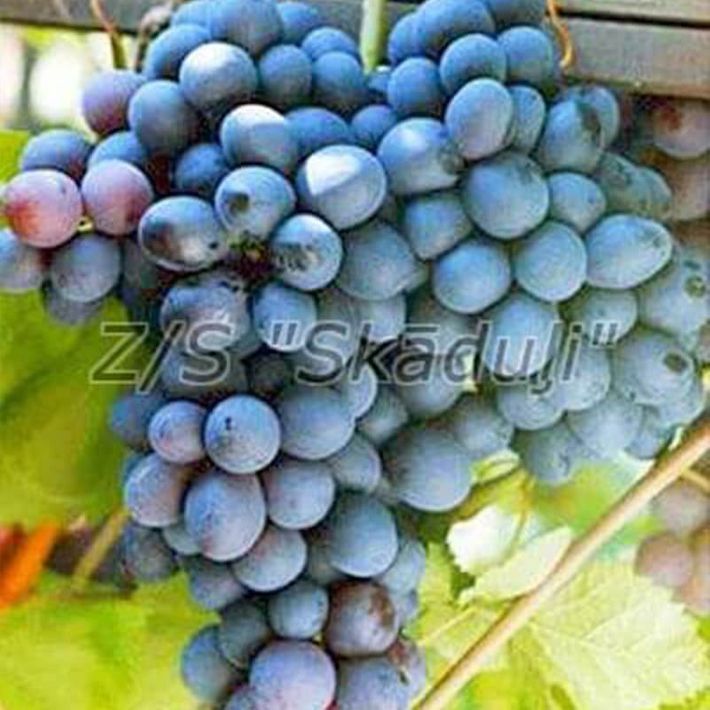 Vostorg Čornij | Vīnogu stādi - galda vīnogas