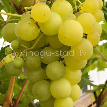 Cīravas Agrā | Vīnogu stādi - galda vīnogas