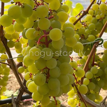 Supaga | Vīnogu stādi - universālās vīnogas