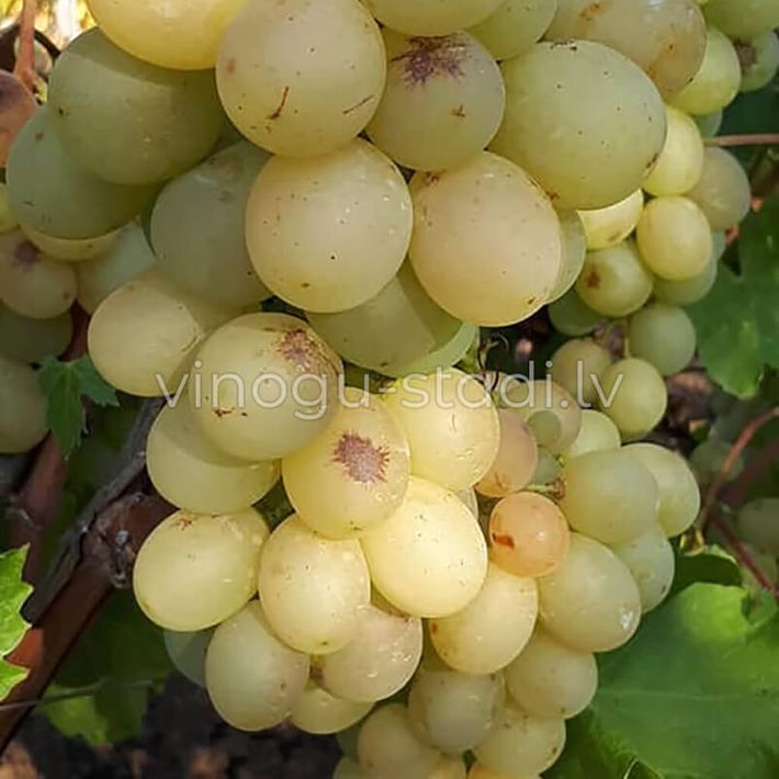 Beloje Čudo | Vīnogu stādi - galda vīnogas