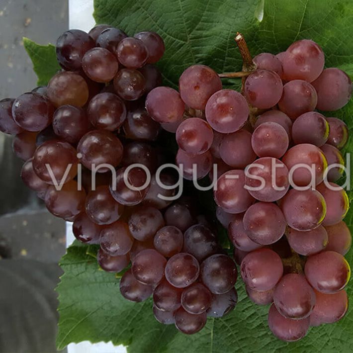 Krasavec | Vīnogu stādi - galda vīnogas