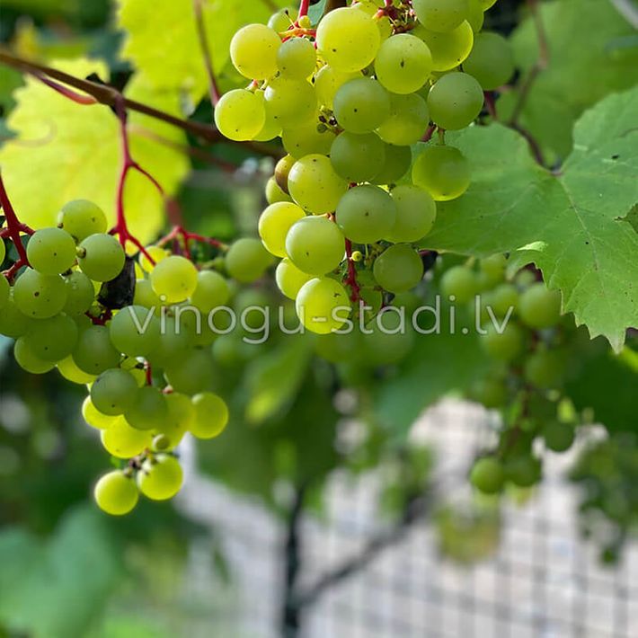 Veldze | Vīnogu stādi - universālās vīnogas