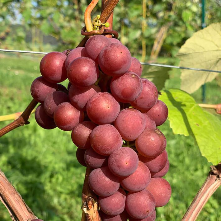 Jadviga | Vīnogu stādi - universālās vīnogas