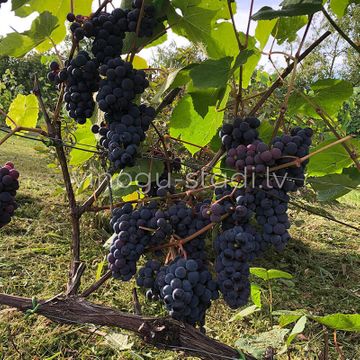 Zilga | Vīnogu stādi - universālās vīnogas