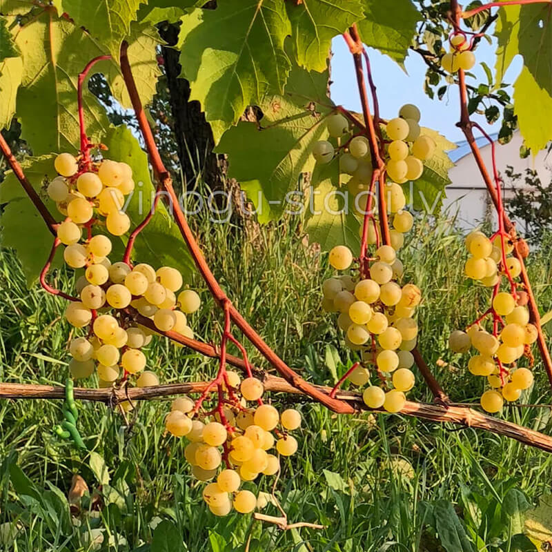 Sukribe | Vīnogu stādi - universālās vīnogas