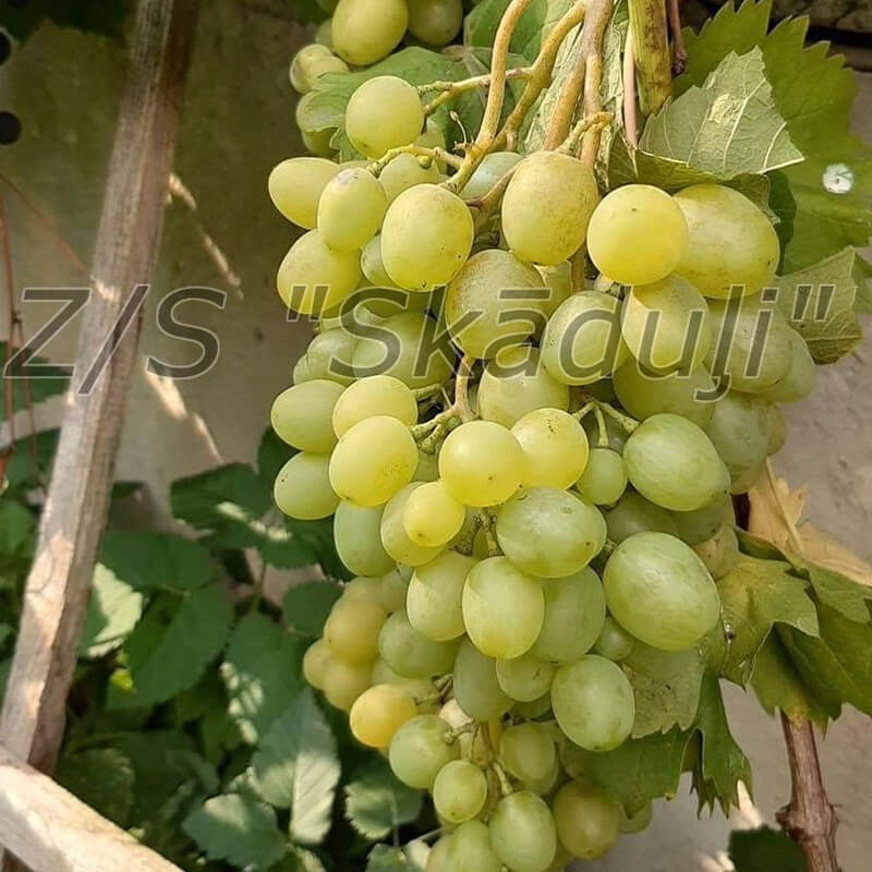 Ijuļskij | Vīnogu stādi - galda vīnogas