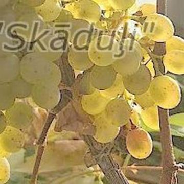Zīda Ķekars | Vīnogu stādi - universālās vīnogas