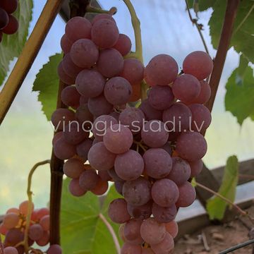 Sommerset Seedless | Vīnogu stādi - universālās vīnogas
