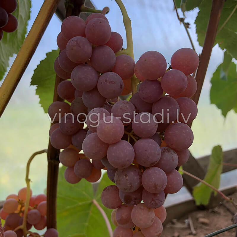 Sommerset Seedless | Vīnogu stādi - universālās vīnogas