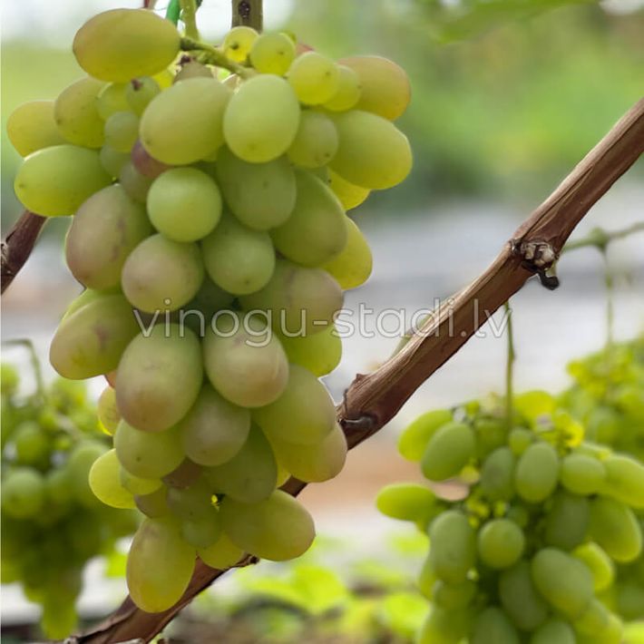 Denal | Vīnogu stādi - vīna vīnogas