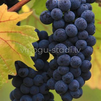 Hasjanskij sladkij | Vīnogu stādi - vīna vīnogas