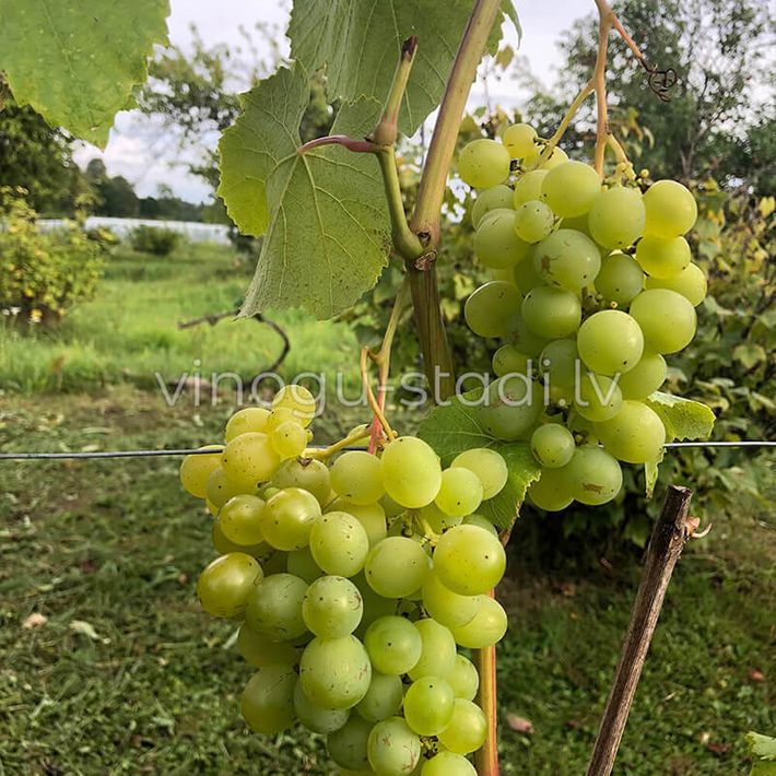 Šasla Gailuno | Vīnogu stādi - galda vīnogas