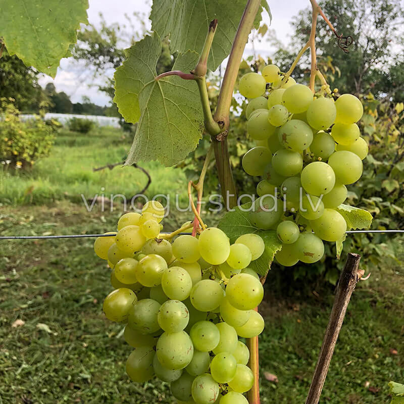 Šasla Gailuno | Vīnogu stādi - galda vīnogas