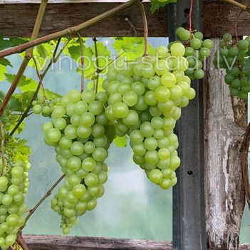 Dovga | Vīnogu stādi - galda vīnogas
