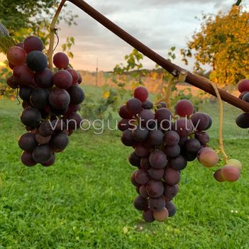 Silva (Gaiļuno) | Vīnogu stādi - vīna vīnogas