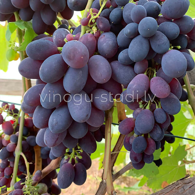 Natālija | Vīnogu stādi - galda vīnogas